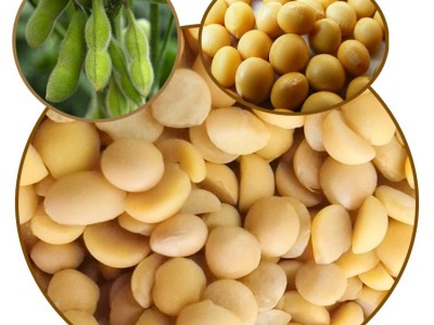 黑龙江产地直销批发出口黄豆油豆含油量高高色选35kg/袋图3