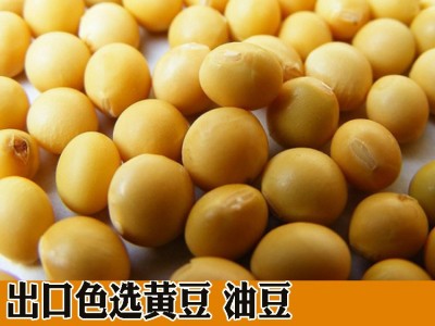 黑龙江产地直销批发出口黄豆油豆含油量高高色选35kg/袋图5