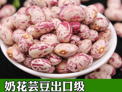 批发出口奶花芸豆大颗粒口感软糯东北内蒙甘肃陕西产地图2