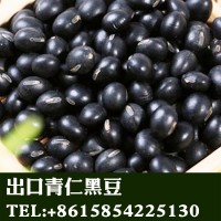 黑龙江产地直销批发出口青仁黑豆非转基因东北黑豆