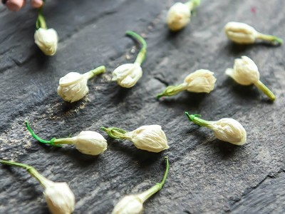 茉莉花干散装花草茶 新鲜头花茉莉花茶叶批发图4