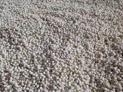 茉莉花茶叶 花茶 云南产地货源 散装批发 茉莉花茶普洱茶晒青图2