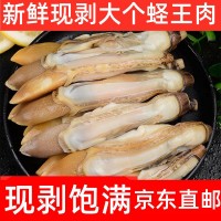 新鲜蛏王肉竹蛏肉蛏子肉现剥手指鲜活冷冻饱满无冰衣抖音250g