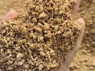 大量供应替代麸皮花生秧粉的烘干金针菇用于牛羊兔颗粒料猪鸭鹅料图4
