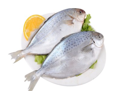 雪花鲳鱼 斑点鲳鱼海鲜冻品食品 酒店餐饮食材供应冷冻雪花鲳图3
