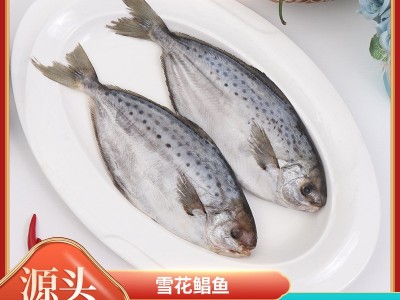 雪花鲳鱼 斑点鲳鱼海鲜冻品食品 酒店餐饮食材供应冷冻雪花鲳图1