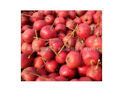 产地货源 有核山楂干 带籽山楂干 泡茶山楂干图5