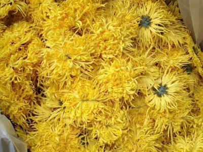 2021年新花上市 金丝皇菊散装一朵一杯婺源大皇菊散花批发图2