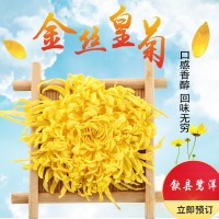 产地货源 金丝黄菊 黄山菊花茶独立包装大朵泡一朵一杯 支持批发