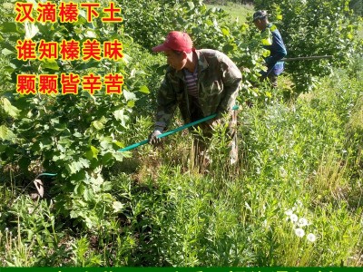 百世榛情坚果2022新鲜水仁脱皮新货东北特产水瓤生青皮大榛子批发图2
