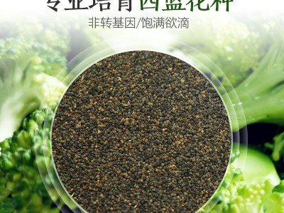 厂家直销四季西蓝花种子批发大棚基地蔬菜种子2件起发接一件代发图3