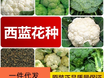 厂家直销四季西蓝花种子批发大棚基地蔬菜种子2件起发接一件代发图5