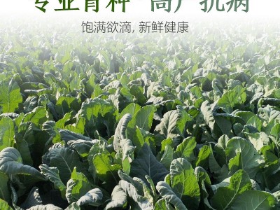 厂家直销四季西蓝花种子批发大棚基地蔬菜种子2件起发接一件代发图2