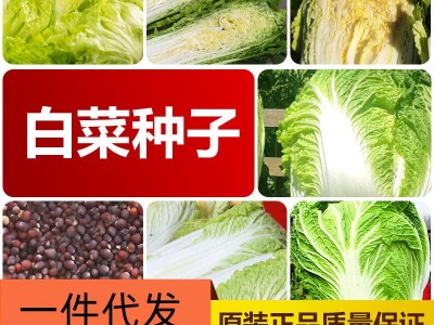 厂家直销四季白菜种子批发大棚基地蔬菜种子满2件起发接一件代发图5