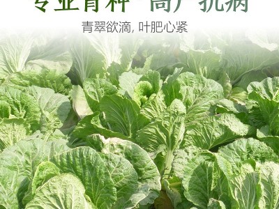 厂家直销四季白菜种子批发大棚基地蔬菜种子满2件起发接一件代发图2