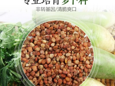 厂家直销四季萝卜种子批发大棚基地蔬菜种子满2件起发接一件代发图3