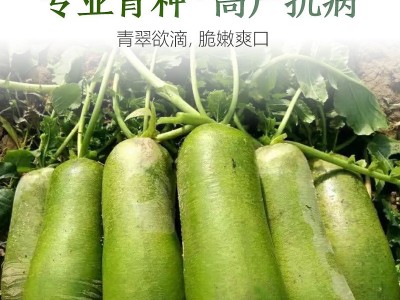 厂家直销四季萝卜种子批发大棚基地蔬菜种子满2件起发接一件代发图2