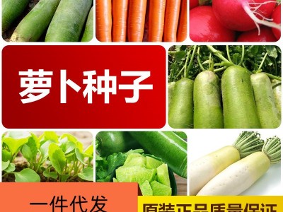 厂家直销四季萝卜种子批发大棚基地蔬菜种子满2件起发接一件代发图5