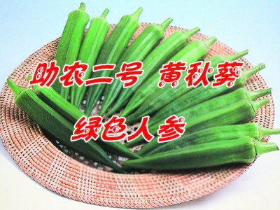 助农二号黄秋葵种子 优质水果秋葵图3