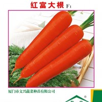 红富大根F1胡萝卜种子 耐抽苔 单根300-500g 120-180天采收