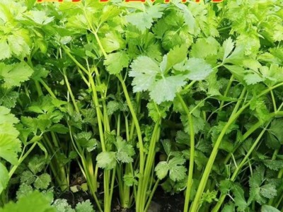 原装芹菜种子四季易播种实心小香芹种子本地春季盆栽蔬菜种籽高产图4