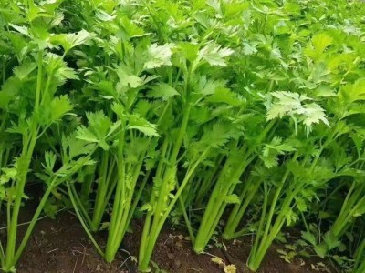 原装芹菜种子四季易播种实心小香芹种子本地春季盆栽蔬菜种籽高产图3