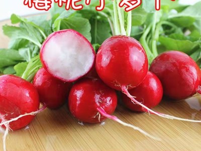 樱桃小萝卜种子籽 四季播种蔬菜种子萝卜菜籽阳台盆栽庭院蔬菜籽图3