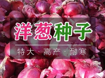 特大洋葱种子红皮紫皮四季高产早熟耐寒阳台盆栽蔬菜种子大全批发图3