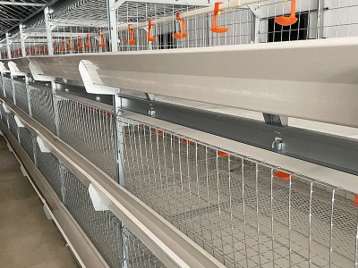肉鸡笼养设备 全自层叠式肉鸡笼 笼养 框架式笼养 鸡笼 养殖设备图2