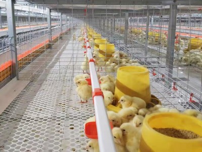 笼养 框架笼 鸡笼 三层笼养 肉鸡笼养图3