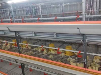 肉鸡笼养设备喂料系统 养鸡场蛋鸡笼养殖阶梯式笼 镀锌防锈鸡笼子图3