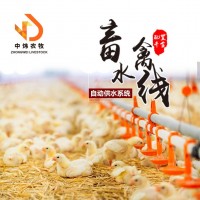 平养鸡鸭舍养殖水线 养鸡鸭子水线设备 肉鸡鸭鸡用水线 供水系统