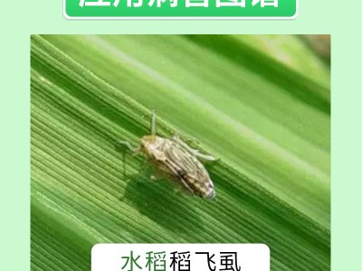 鑫天兰50%吡蚜呋虫胺图2
