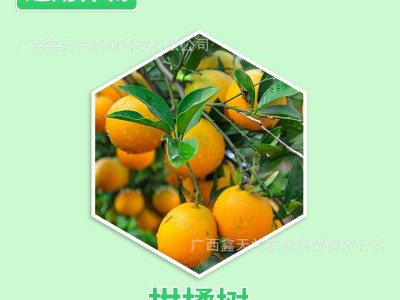鑫天兰33%螺虫·噻嗪酮胃毒内吸药效稳定抑虫杀卵持效期长介壳虫图3