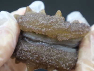 大连即食海参鲜活海参真空包装袋辽参刺参冷冻礼盒干货批发顺丰图3
