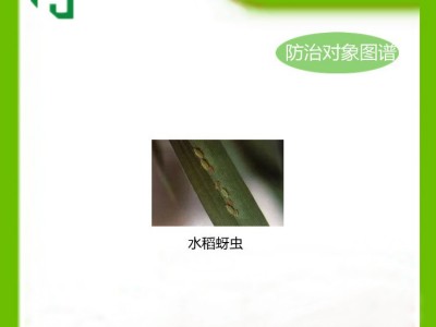 红太阳保庆70%吡虫啉水稻蚜虫图2
