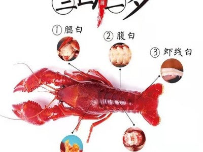 456冷冻清水小龙虾餐饮商用麻辣十三香香辣蒜泥龙虾冷冻小龙虾图4