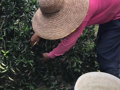 小青柑普洱茶散装厂家直销 小青柑茶加工 陈皮普洱茶 橘子茶图2