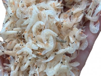 虾皮 虾米 淡干 熟虾皮 流水线图2