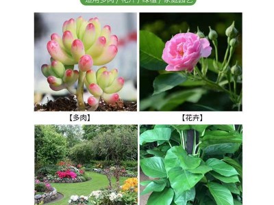 科丽盈蔬菜花卉蚜虫小黑飞杀虫剂噻虫嗪小白药升级版颗粒剂杀虫剂图2