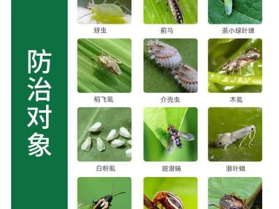 科丽盈蔬菜花卉蚜虫小黑飞杀虫剂噻虫嗪小白药升级版颗粒剂杀虫剂图3