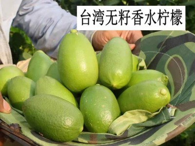 基地批发柠檬树苗四季结果广东香水柠檬苗台湾香水柠檬嫁接果树苗图5