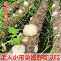 野外生椴木小银耳500g干货白木耳软糯丑耳出胶糯雪耳批发