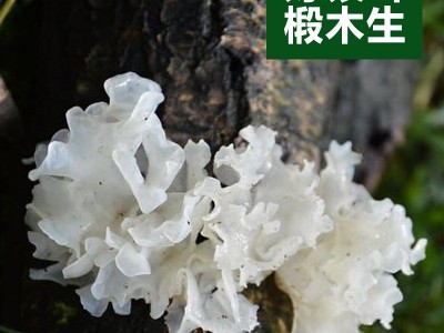 野外生椴木小银耳500g干货白木耳软糯丑耳出胶糯雪耳批发图2