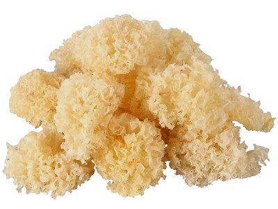 野外生椴木小银耳500g干货白木耳软糯丑耳出胶糯雪耳批发图3
