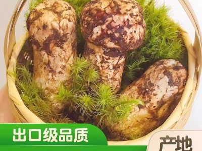 2022新货云南新鲜松茸美味煲汤食用菌500g 1000g 代发直发图3