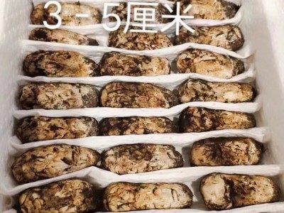 2022新货云南新鲜松茸美味煲汤食用菌500g 1000g 代发直发图4
