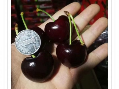 基地直供多品种樱桃苗 易成活 适合南北方种植现挖大樱桃树图4