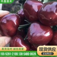 基地直供多品种樱桃苗 易成活 适合南北方种植现挖大樱桃树