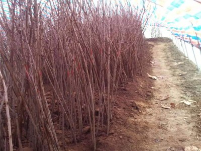 基地直供多品种樱桃苗 易成活 适合南北方种植现挖大樱桃树图2